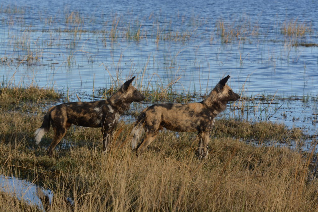 African wild dogs on the hunt