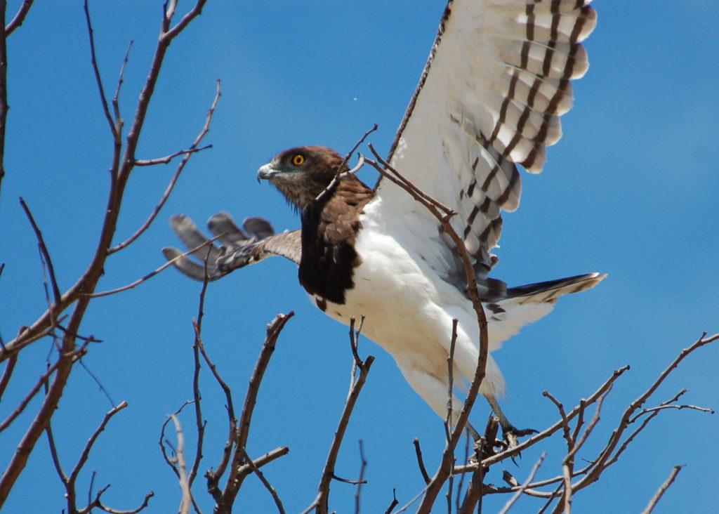 black-chested snake eagle taking flight