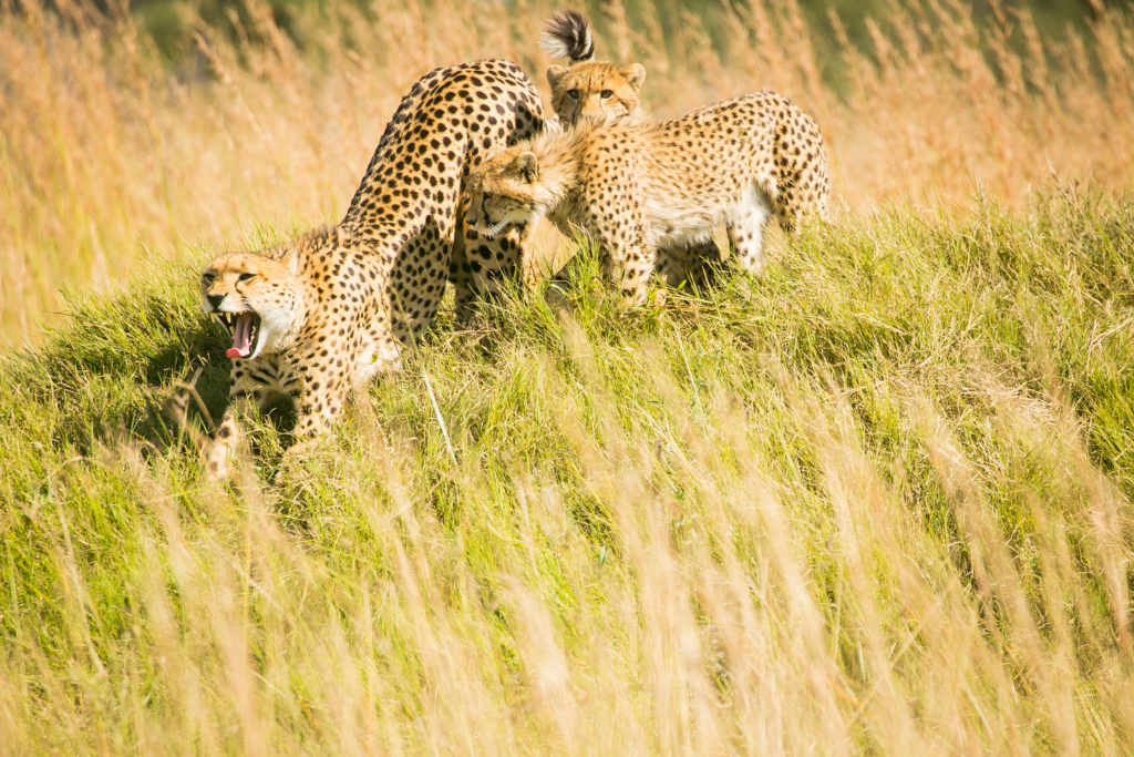 Cheetah with cubs in Botswana