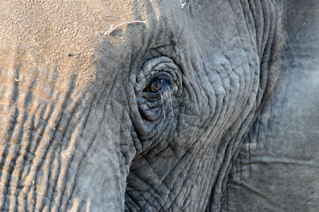 elephant close-up