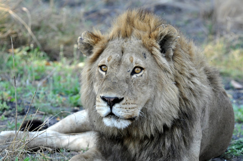 Male lion at Bushman Plains Camp