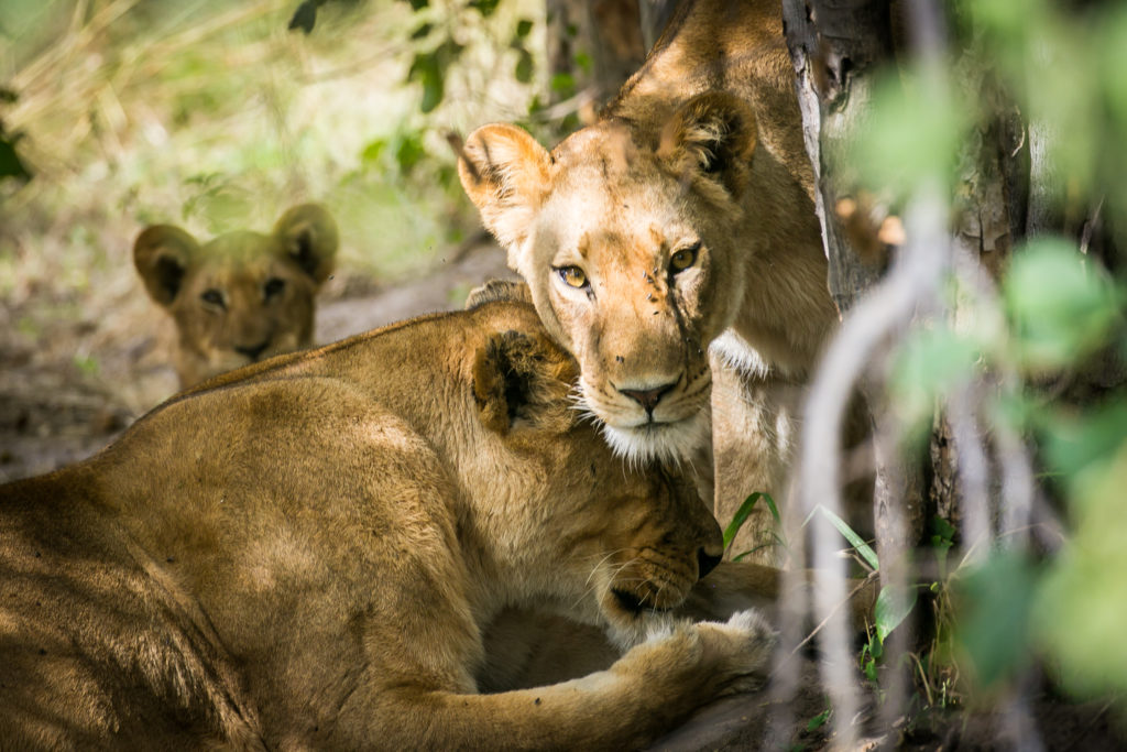 Lions in Botswana at Bushman Plains Camp