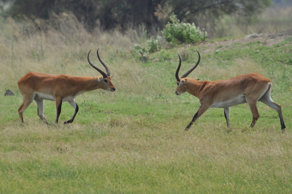 Male red lechwe asserting dominance