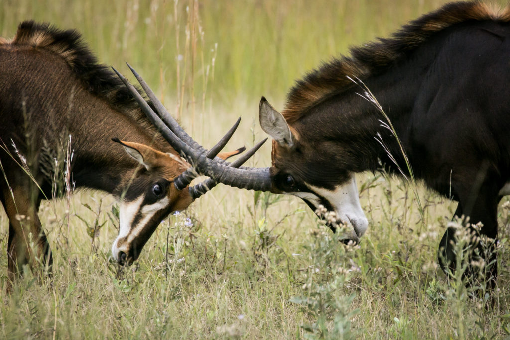 Sable antelope sparring