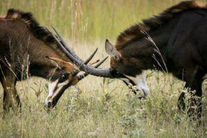 sable antelope, botswana safari, botswana wildlife, okavango delta safari