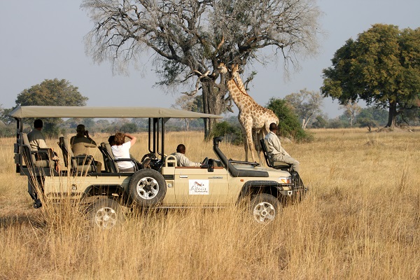 Game drives in search of wildlife with curious giraffe nearby