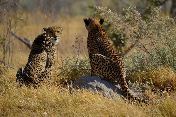 Cheetah siblings