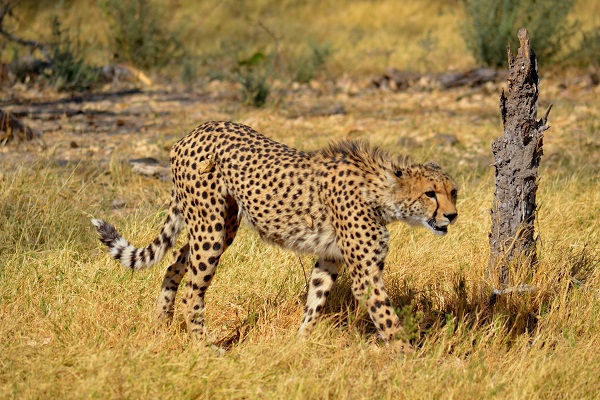 Young cheetah in Botswana from Bushman Plains Camp