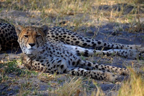 Cheetahs relaxing in the shade