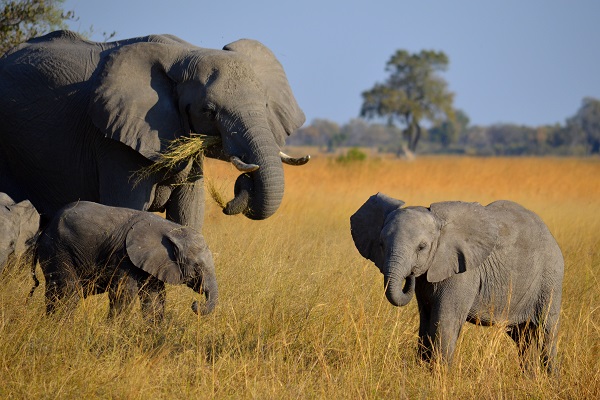 elephant herd in the Okavango Delta grazing on grasses