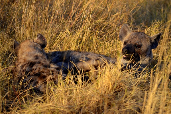 Hyena nursing her young
