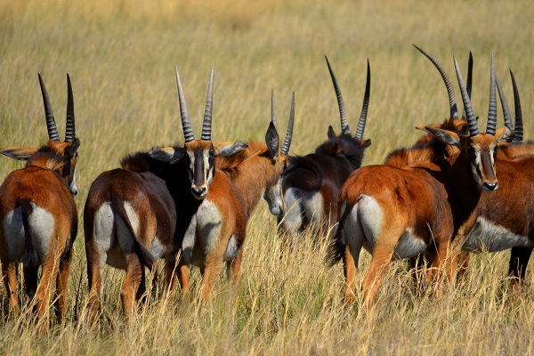 Herd of sable antelope