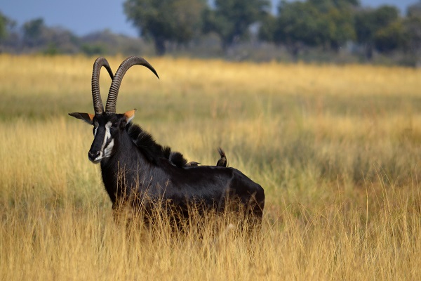 Dominant male sable antelope
