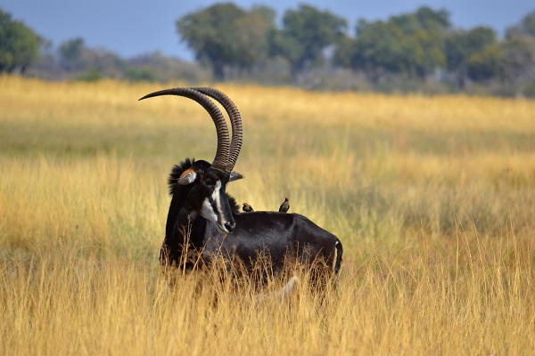 Male sable antelope with two red billed oxpeckers on his back