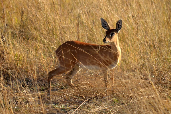 steenbok antelope