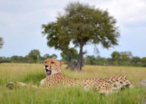 Cheetah relaxing in the Okavango Delta, Botswana